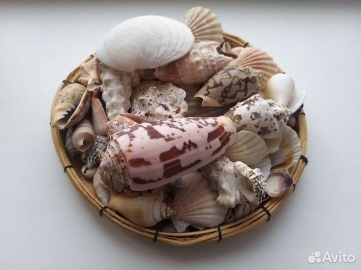 Набор ракушек раковины морские натуральные