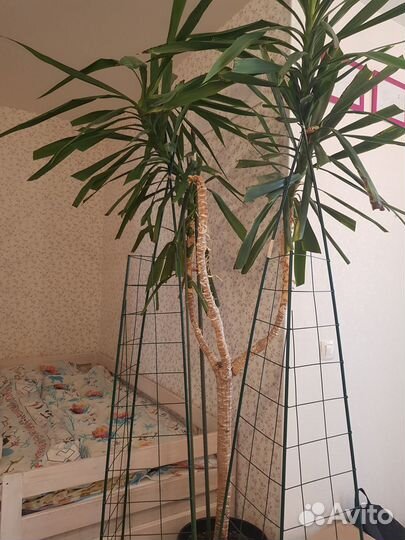 Пальма юкка 3 метра