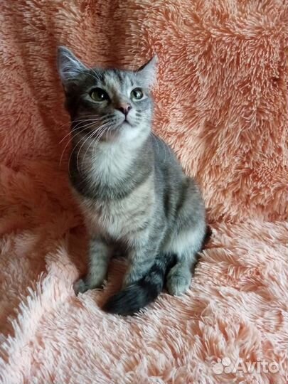 Голубое сокровище