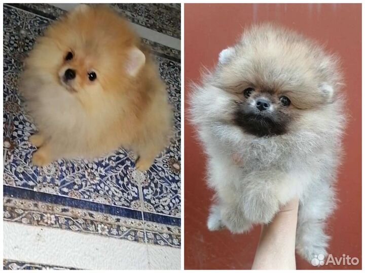 Мальчики Померашки