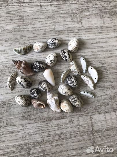Морские ракушки