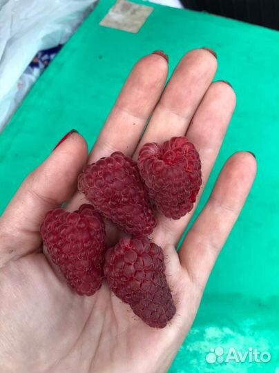 Саженцы малины оптом