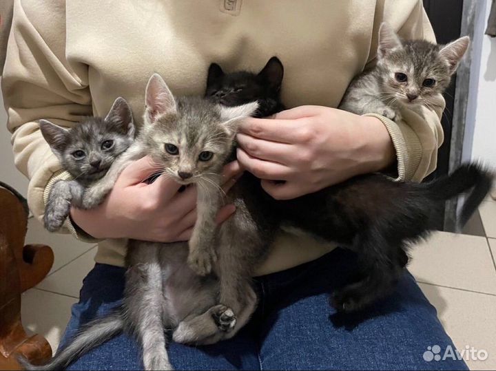 Котята в добрые руки