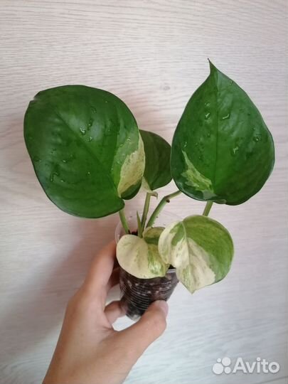 Филодендрон бразил, Эпипремнум хэппи лиф