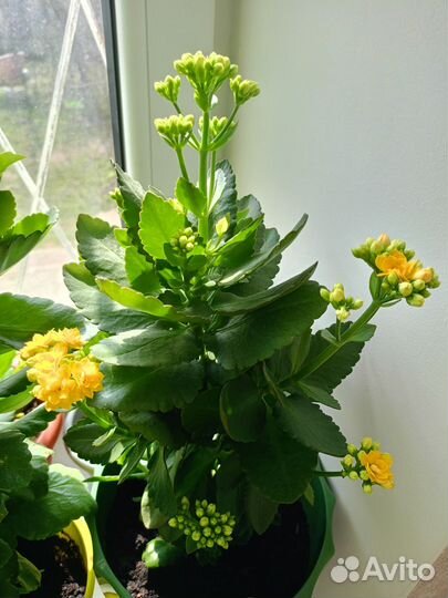 Каланхоэ жёлтый