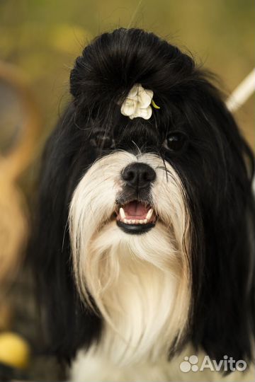 Услуги грумера