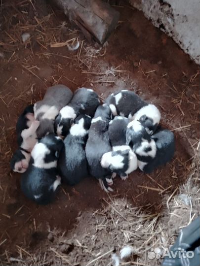 Бордер колли