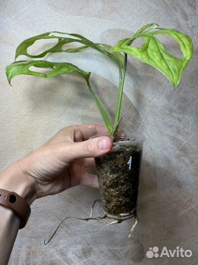 Монстера адансона индо минт