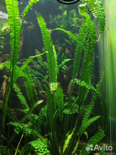Аквариумные растения
