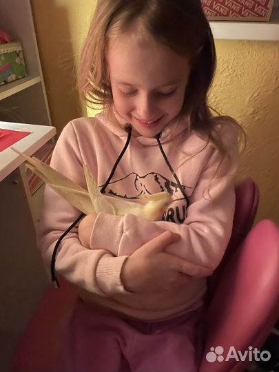 Попугай корелла с клеткой