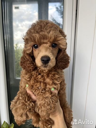 Миниатюрный пудель щенки