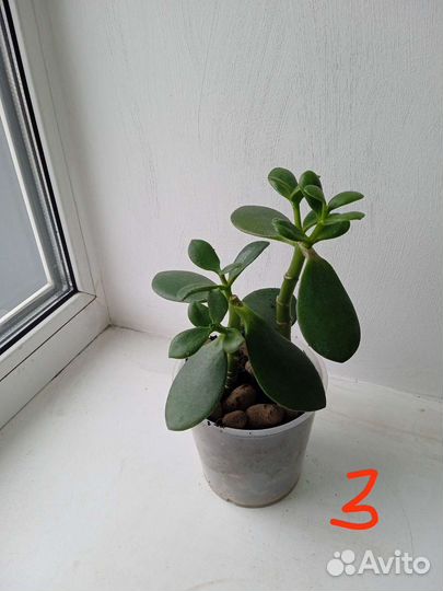 Растения комнатные цветы