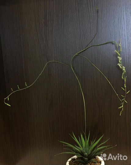 Хавортия полосатая