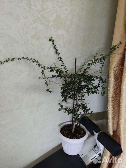 Цветы редкие