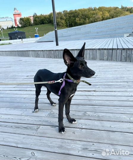 Щенок в семью