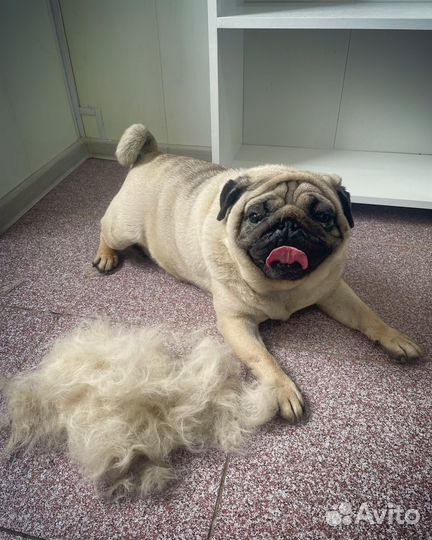 Услуги грумера