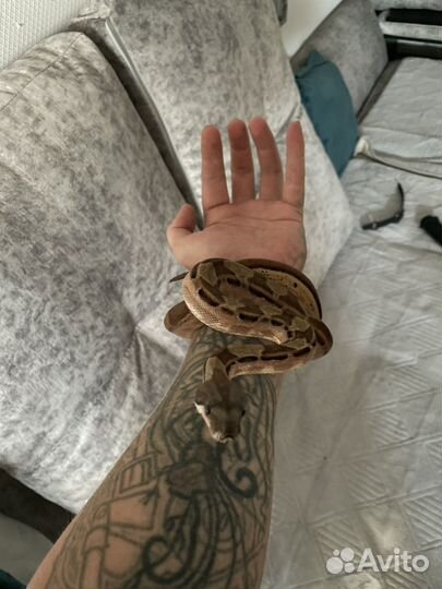 Императорский удав