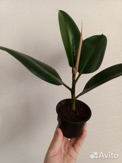 Фикус каучуконосный Высота 21 см