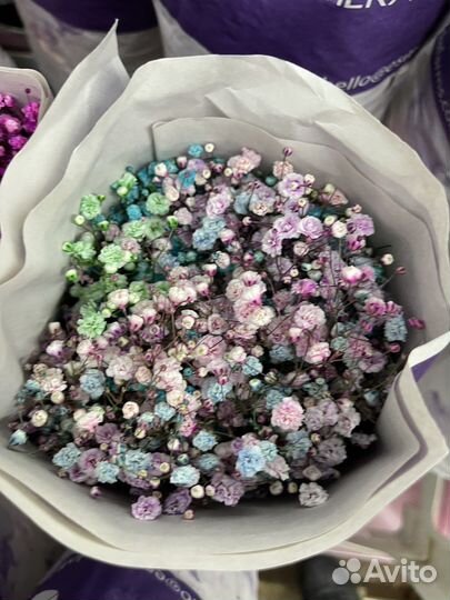 Гивсофила оптом