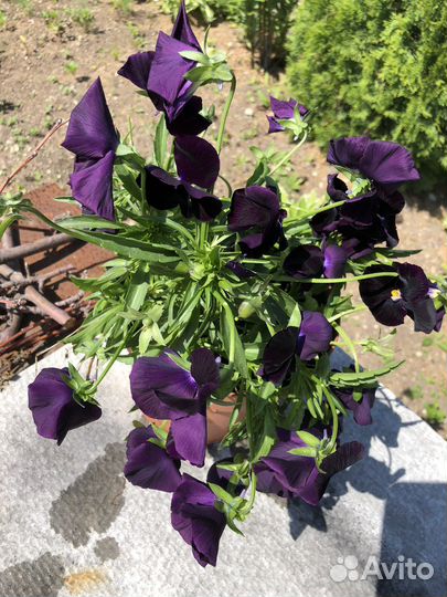 Виола виттрока в горшке