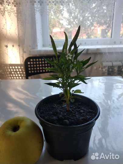 Перец декоративный