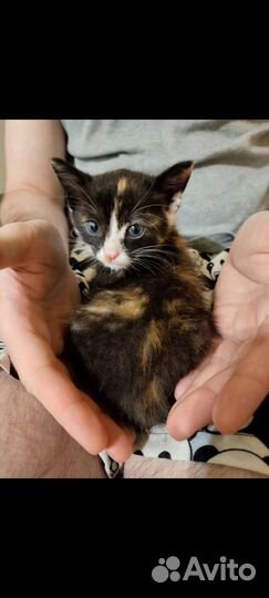 Несчастный котёнок ищет дом