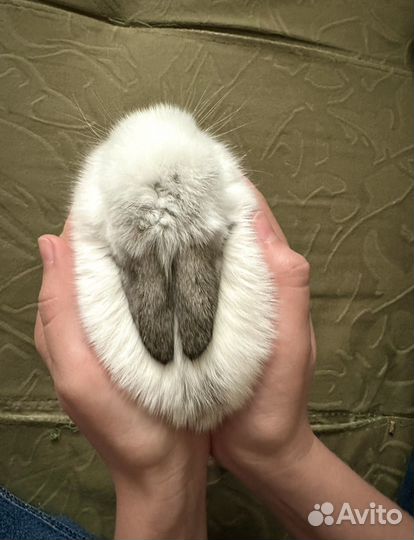 Кролик вязка