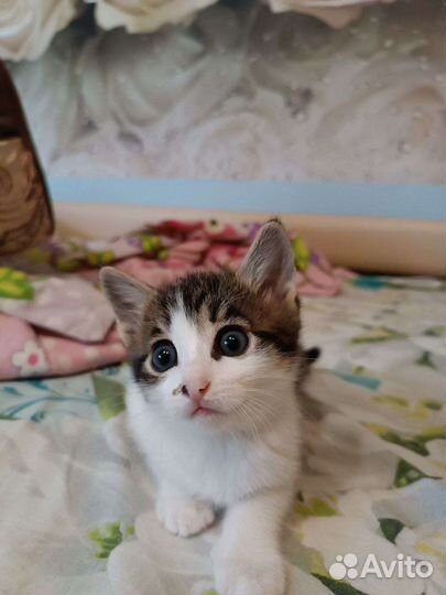 Котята