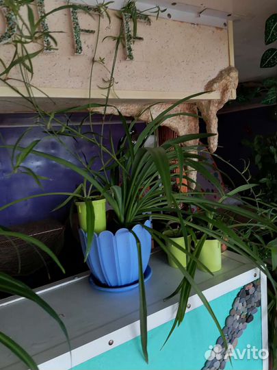 Хлорофитум