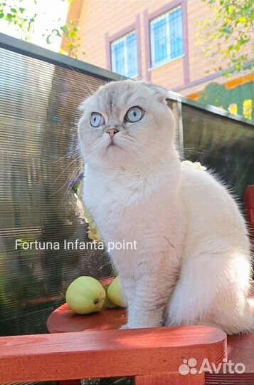 Вислоухая шотландская кошечка в любимцы