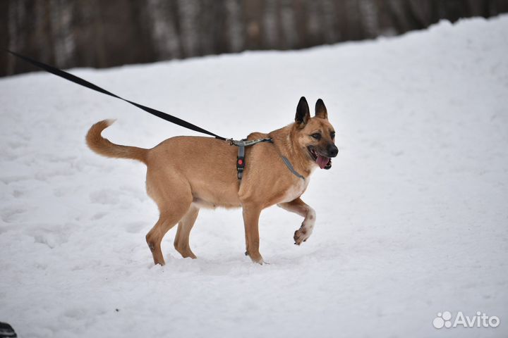 Собака Василиса из приюта ищет дом