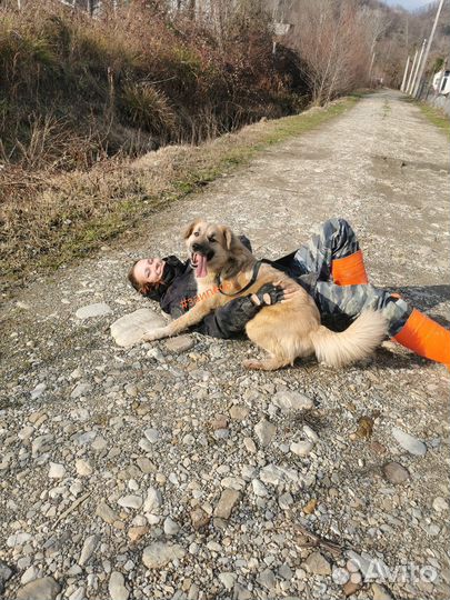 Выгул собак, занятия, зоотакси, передержка