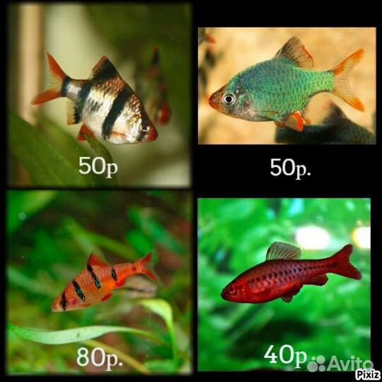 Аквариумные рыбки