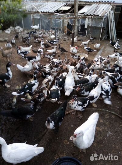 Мускусные утки