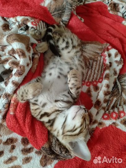 Бенгальский котенок девочка