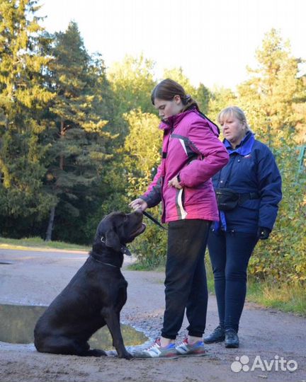 Передержка у кинолога Стационарная дрессировка