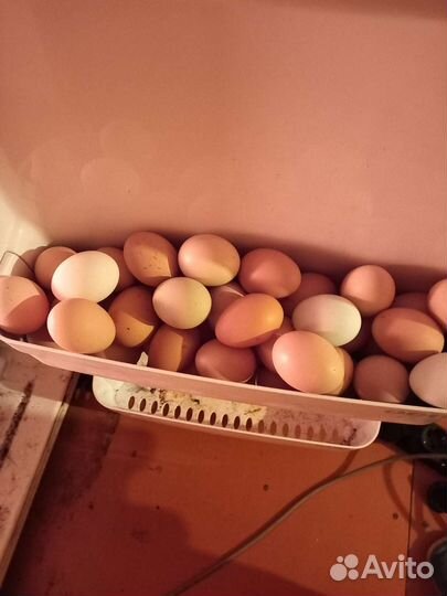 Домашнее куриное яйцо