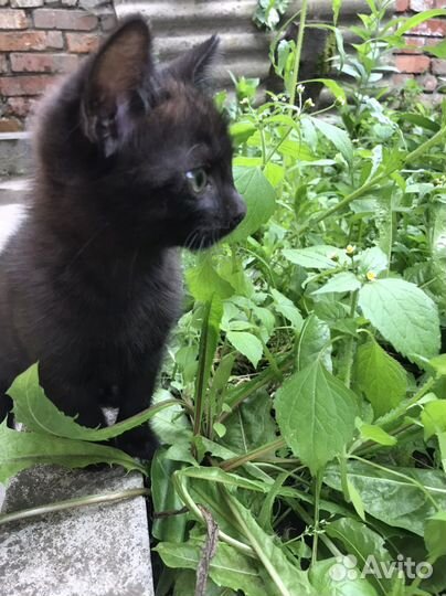 Котенок мальчик черный