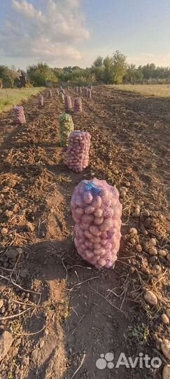Продам картофель