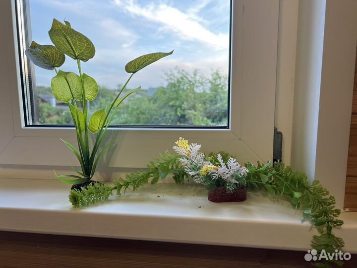 Растения для флорариума