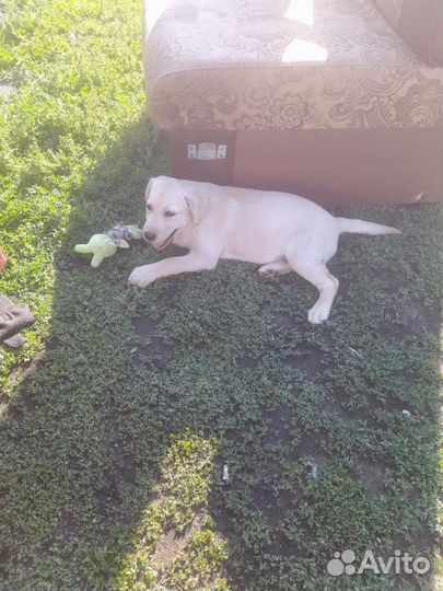 Собаки щенки лабрадор