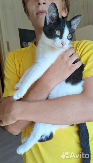 Два милых черно-белых котенка