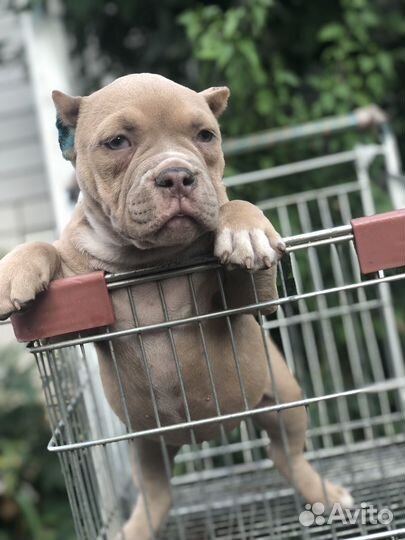 Американский булли девочка