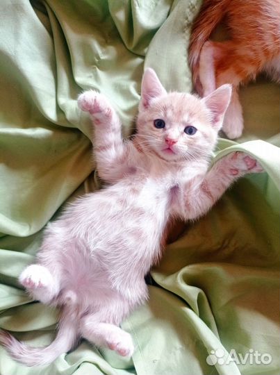 Обаятельный рыжий котенок бесплатно