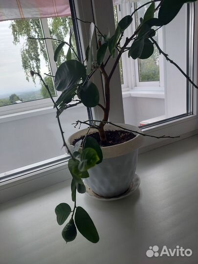 Лимон плодоносящий