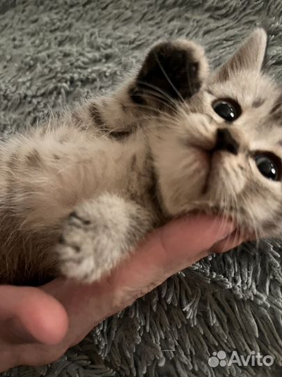 Котята шотландцы