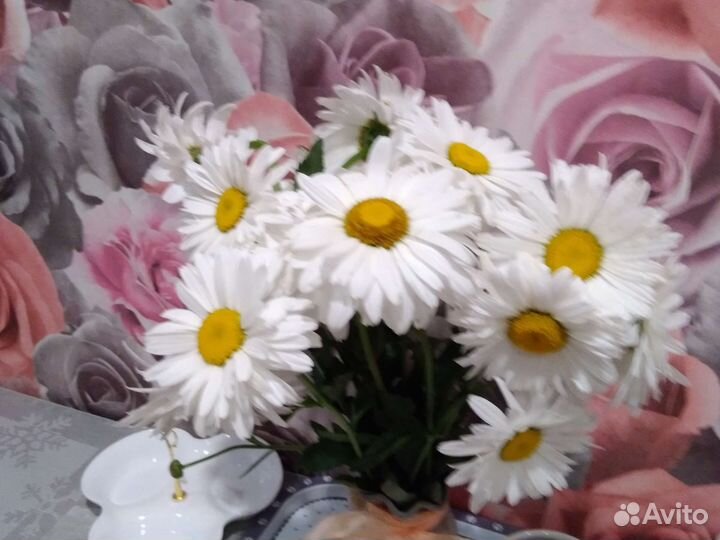 Рассада многолетних цветов