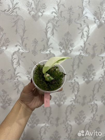 Монстера альба