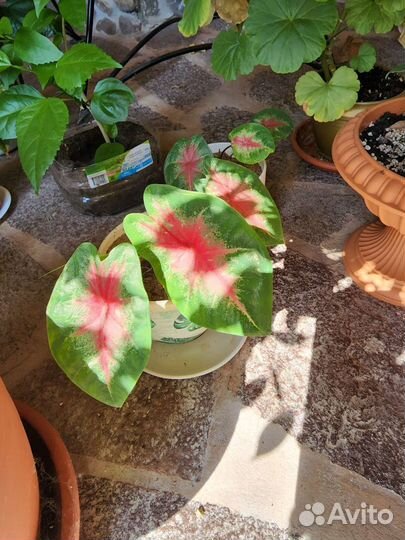 Растения для офиса,банка,кафе