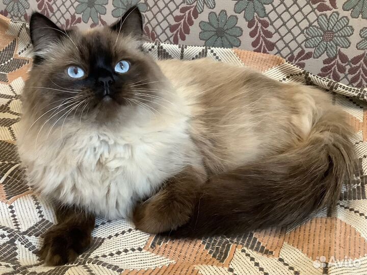 Невский маскарадный кот на вязку